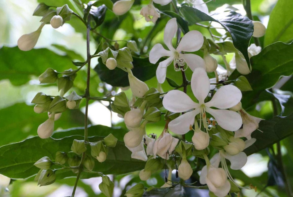 <b>緊急預警！垂絲茉莉花苞脫落的四大元兇。</b>