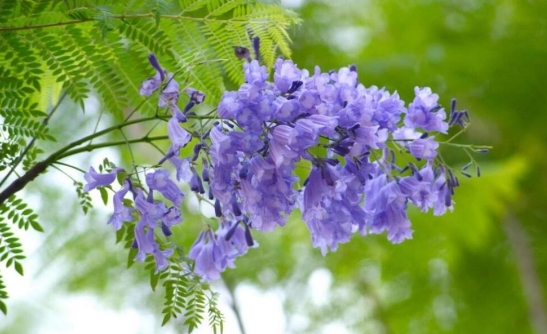 <b>藍花楹有香味嗎？室外絢爛室內能養藍花楹嗎？</b>