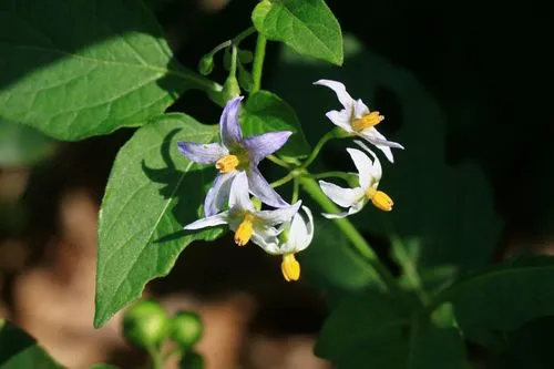 茄子是什么科植物類(lèi)型？一年生草本植物的代表。