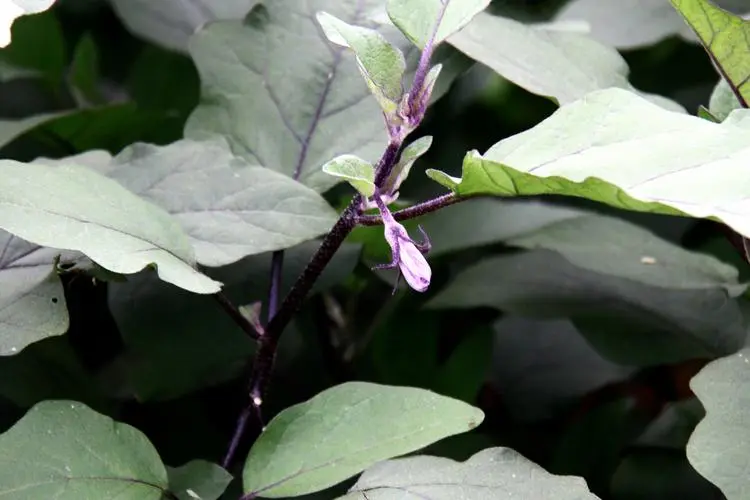 茄子是什么科植物類(lèi)型？一年生草本植物的代表。