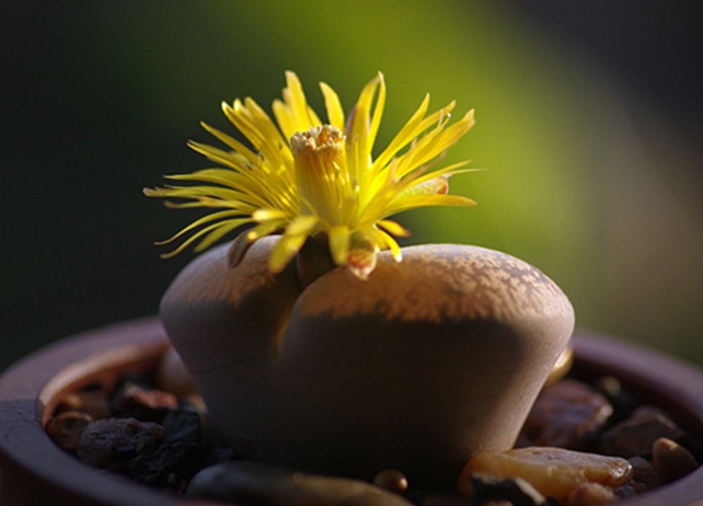 花開一瞬，養(yǎng)護長情：生石花開花周期與護理指南