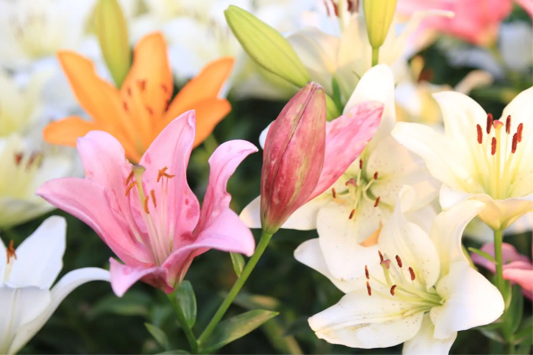 百合花開花后種球怎么處理留住來年的芬芳