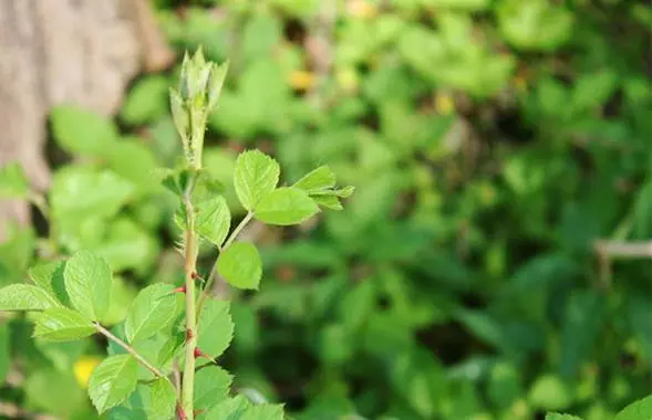 春日播種，秋收芬芳：薔薇花種子種植時間與方法