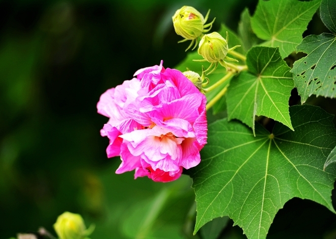 花開兩朵，各表一枝：芙蓉花與合歡花的獨特魅力