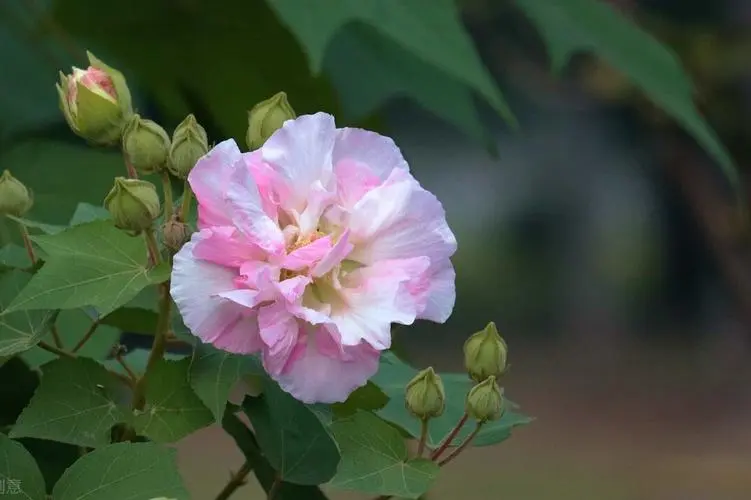 花開兩朵，各表一枝：芙蓉花與合歡花的獨特魅力