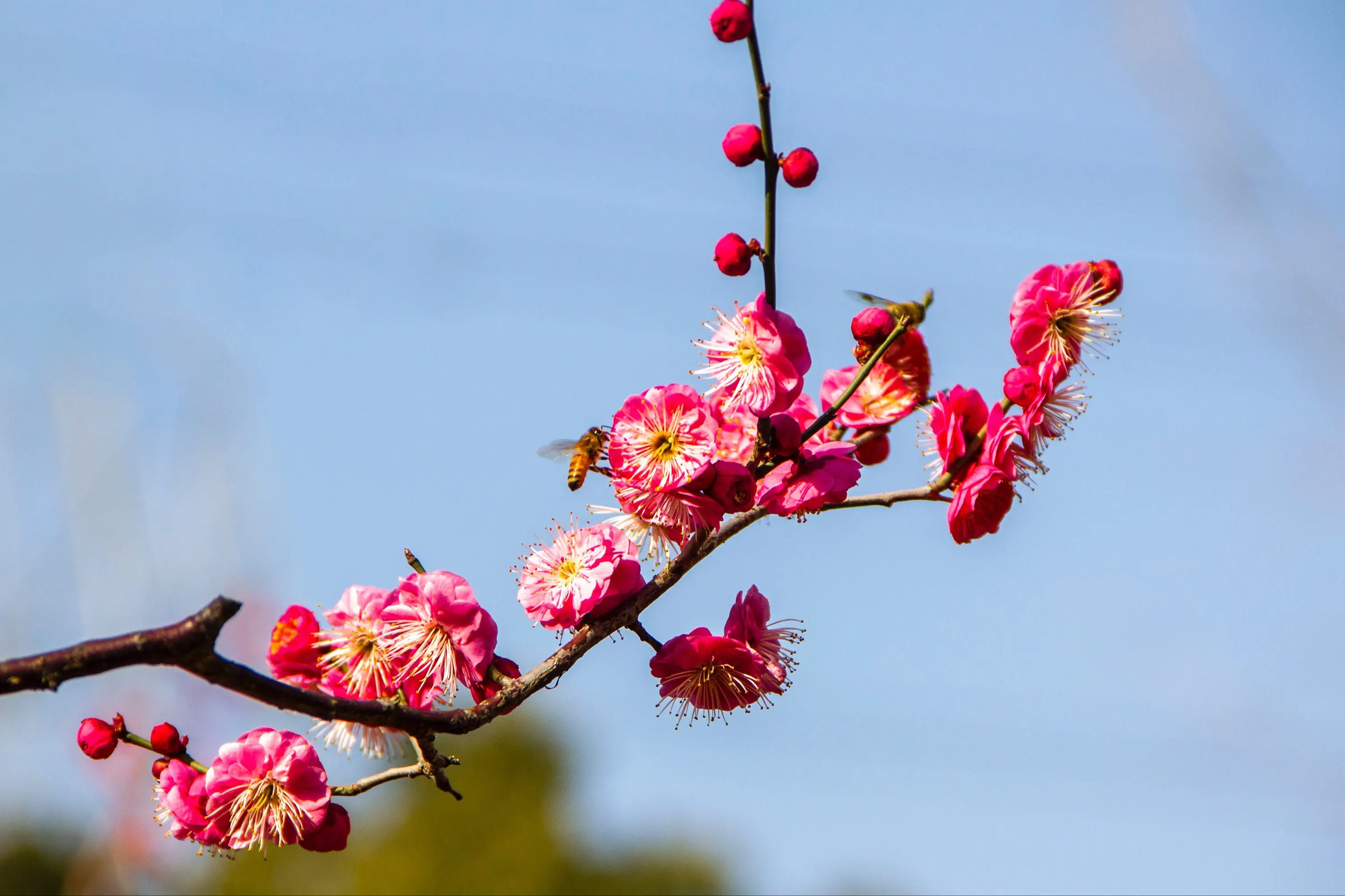 梅花有葉子嗎？冬日奇跡花盛開時為何“無葉”？