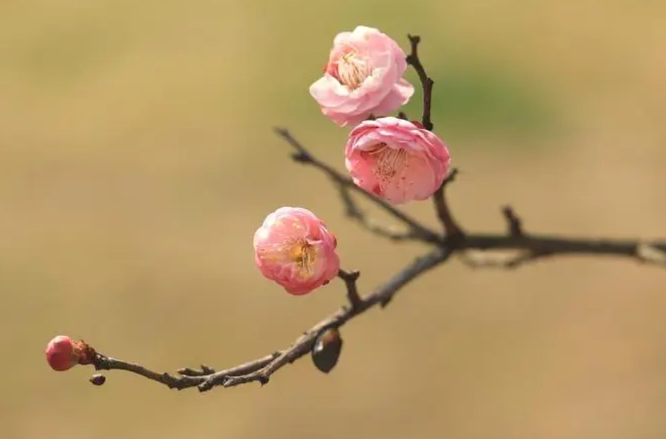 桃花和梅花怎么區分？驚艷早春一眼辨真偽!