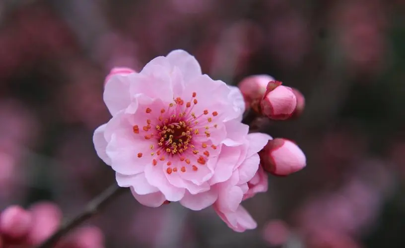 春日里的吉祥之花：美人梅的花語與風水寶藏