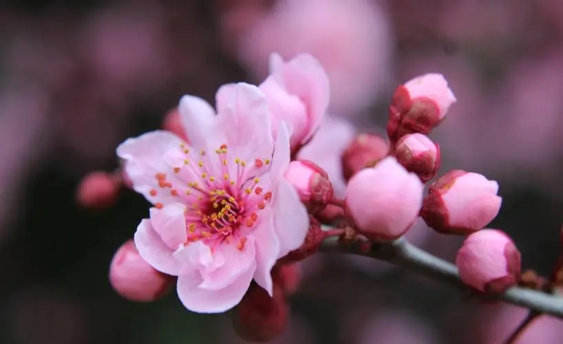 春日里的吉祥之花：美人梅的花語與風水寶藏