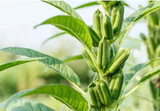 芝麻為什么那么小？體型雖小藏著大自然的生存哲學。