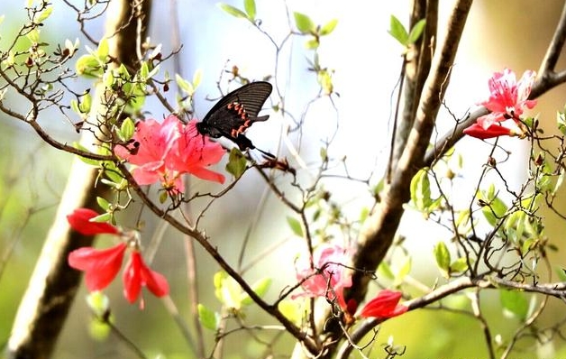 啼血成花，春日雙絕-杜鵑花與杜鵑鳥(niǎo)的神秘聯(lián)系