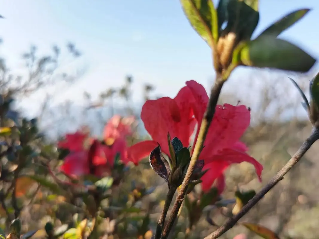 啼血成花，春日雙絕-杜鵑花與杜鵑鳥的神秘聯(lián)系