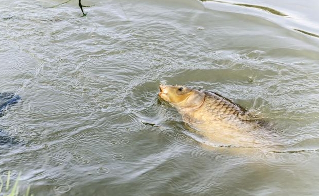 青魚實(shí)戰(zhàn)垂釣，釣底高手和釣浮達(dá)人，誰更勝一籌？