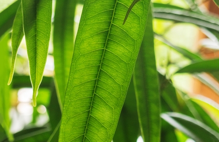 植物百科：，長葉榕是喬木還是灌木植物，長葉榕生長要求指南