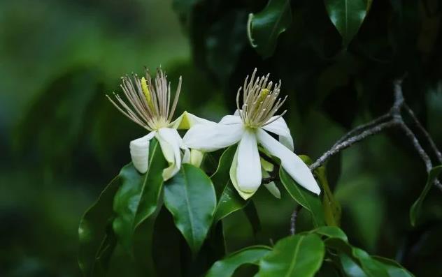 珍稀植物樹種：長蕊木蘭的生態(tài)魅力與研究保護(hù)?