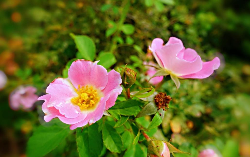 刺薔薇：庭院中的藥香瑰寶，養殖技巧公開