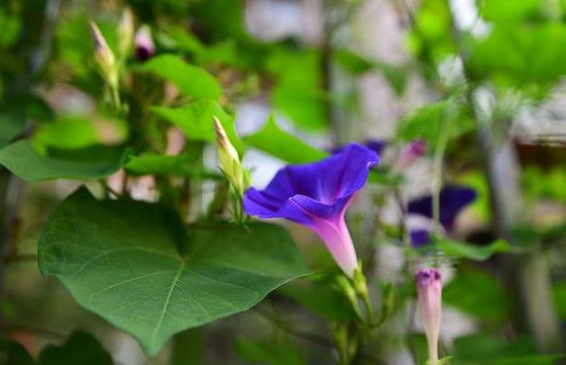 <b>牽牛花為何叫牽牛花？分享背后的故事與傳說</b>