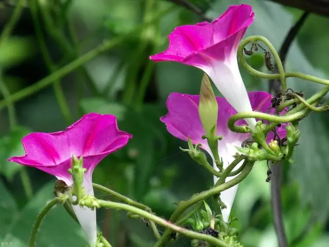 牽牛花為何叫牽牛花？分享背后的故事與傳說