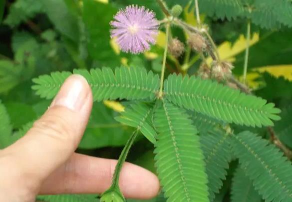 <b>含羞草家養防蟲秘籍，科學養護遠離蟲害</b>