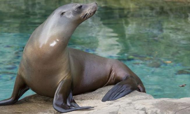 海洋雙獅：加州海獅與南美海獅的區(qū)別對比