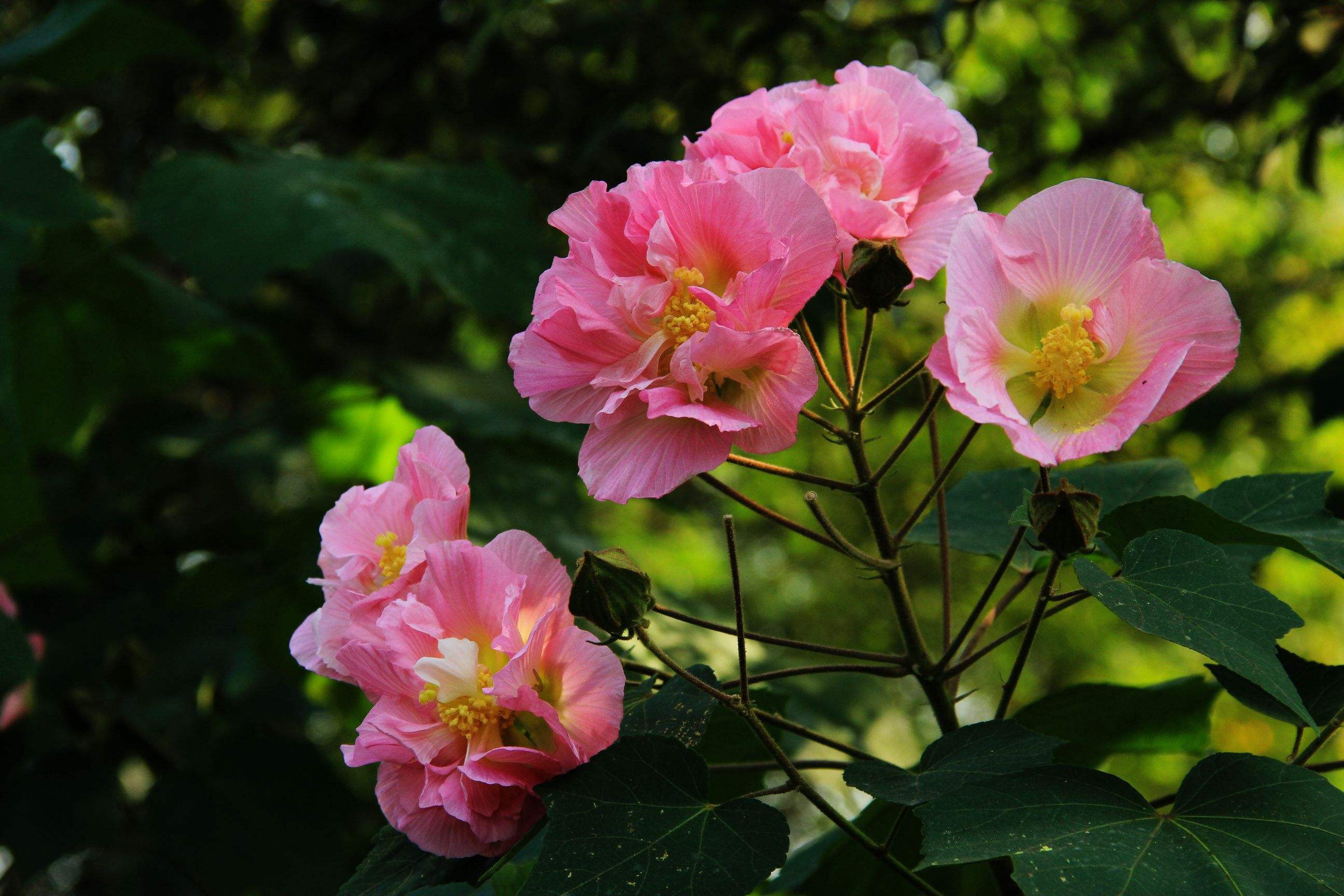 芙蓉花是一年生還是多年生植物？