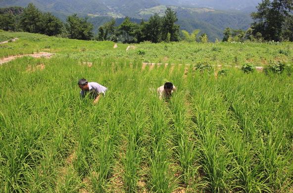 <b>旱地水稻品種介紹，多樣選擇，管理有方</b>