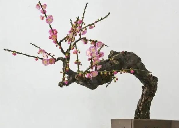 <b>傲骨寒梅家中養，梅花盆栽養殖指南與創意養護</b>