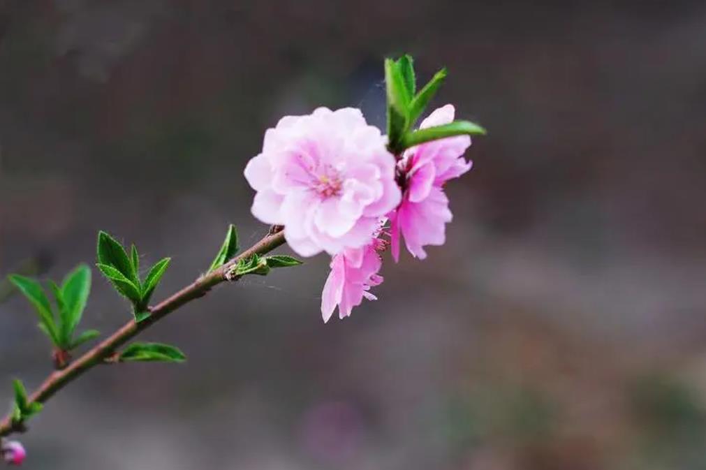 桃花知識(shí)百科：桃花怎么分辨雌蕊和雄蕊