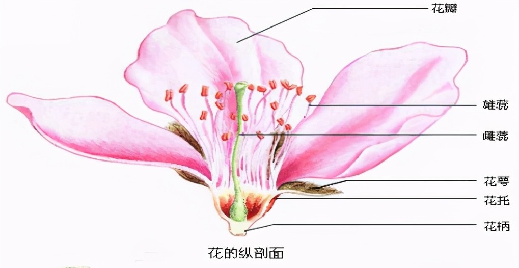 桃花知識百科：桃花怎么分辨雌蕊和雄蕊