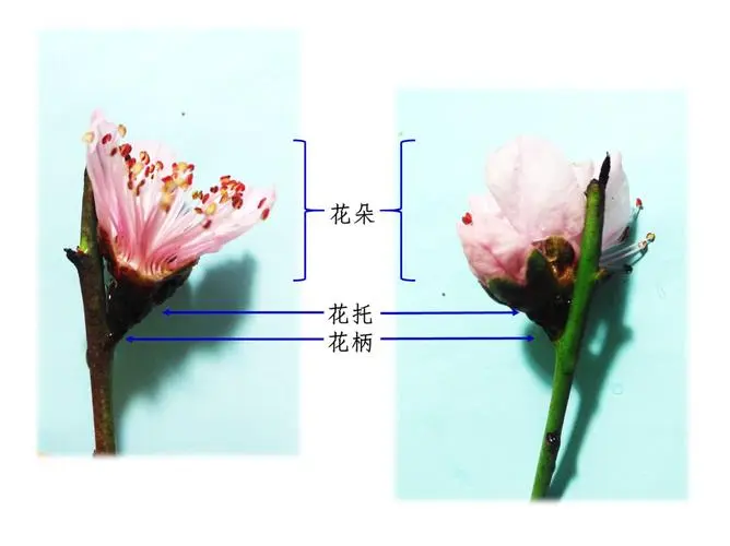 桃花知識百科：桃花怎么分辨雌蕊和雄蕊