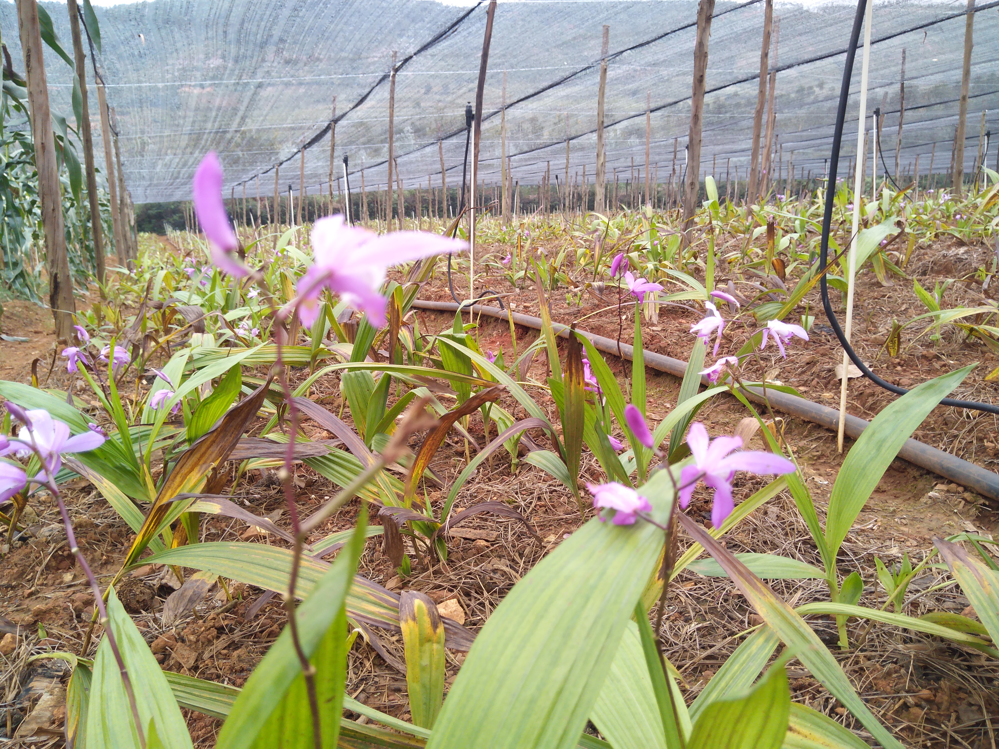 中藥材專用肥料：滋養生命之根，培育草本精華