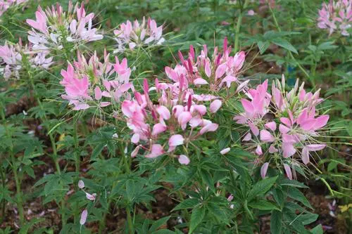 醉蝶花花語：送上一束醉蝶花，贊美神秘與勇氣