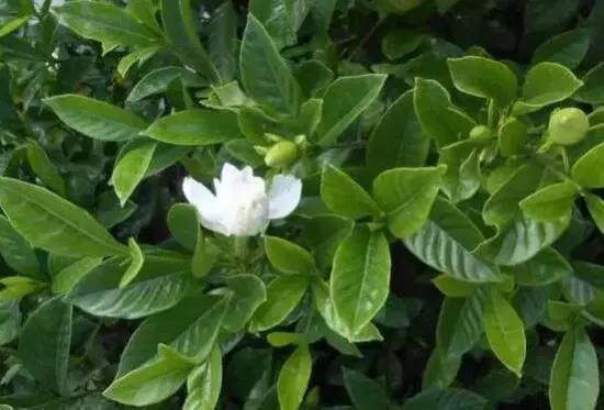 揭秘梔子花只長花苞不開花的四大元兇