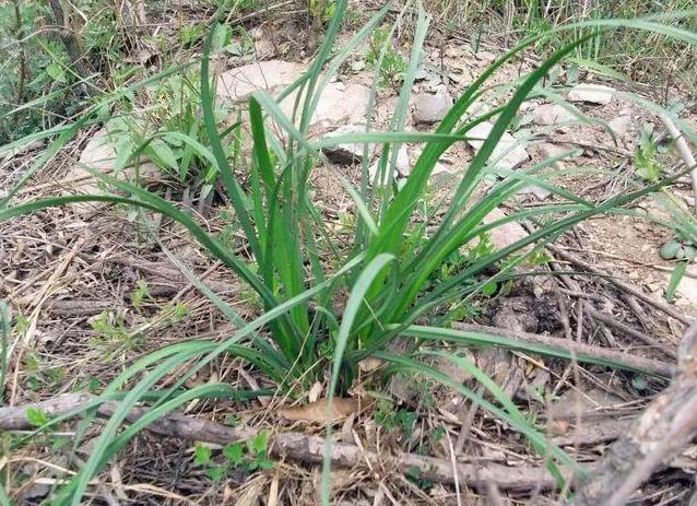 山間野趣：視頻記錄野生韭菜的生長奧秘與獨特風味