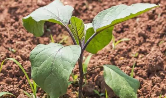 從老根到新芽-茄子第二年還能發芽結果嗎？