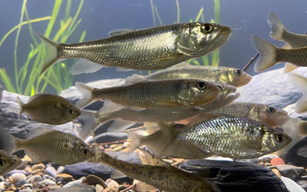 馬口魚生長習性特點與人工養殖方法介紹