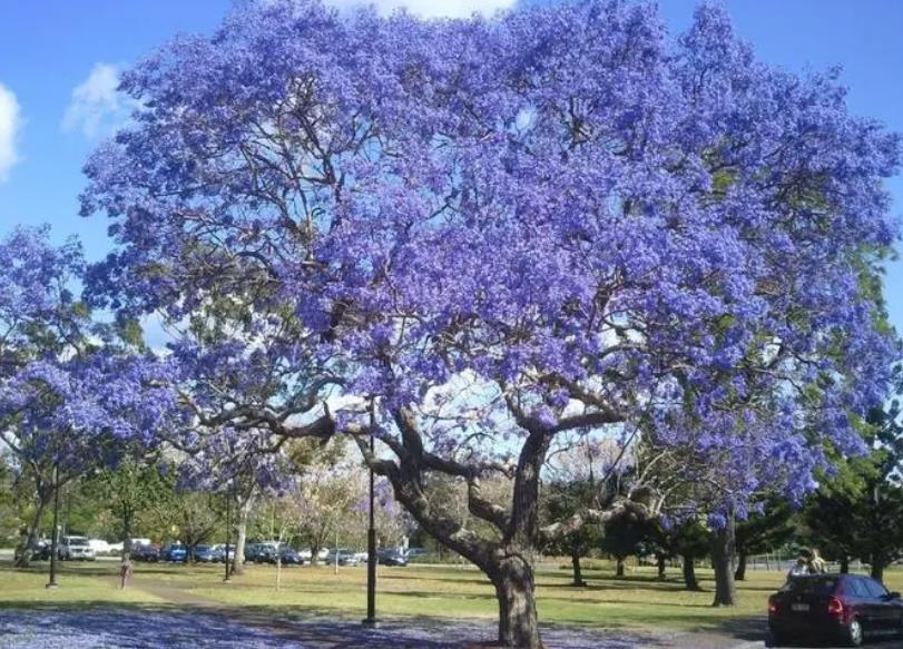 <b>藍花楹-城市綠化新寵，生態與文化的雙重使者</b>