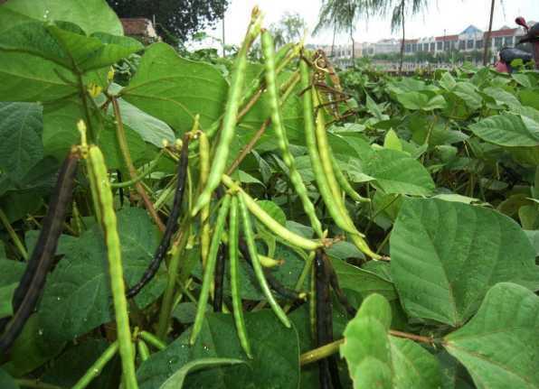 綠豆是什么植物？營養價值與紅豆有什么區別