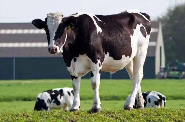 <b>奶牛養殖省錢攻略-奶牛養殖飼料成本怎么降低</b>