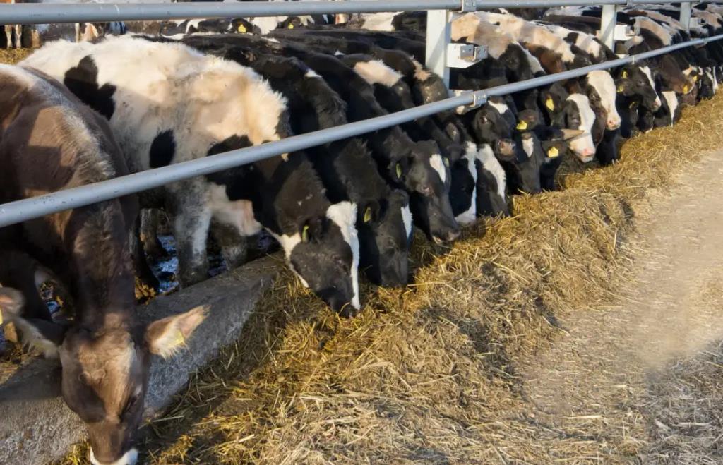 奶牛養殖省錢攻略-奶牛養殖飼料成本怎么降低