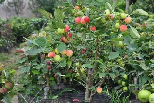 了解海棠樹生長環境條件要求，種植打造夢幻海棠園