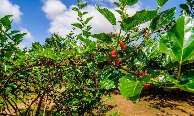 <b>土壤到光照，了解桑果樹的種植生長條件</b>