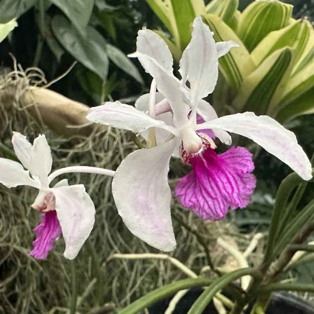 幽谷中的淡雅之花-槽舌蘭的植物特征和價值意義