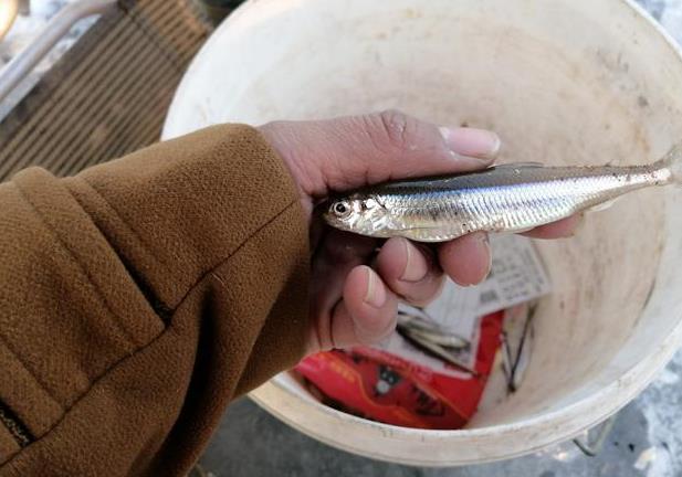 探尋中華小公魚：中國特有魚種的生長環境與特性