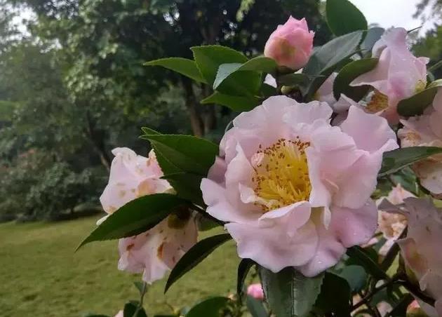 冬季花卉之星-茶花的香味、特點與價值