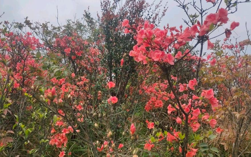 野外杜鵑花生長環境與特點，從高山到河谷多彩之旅