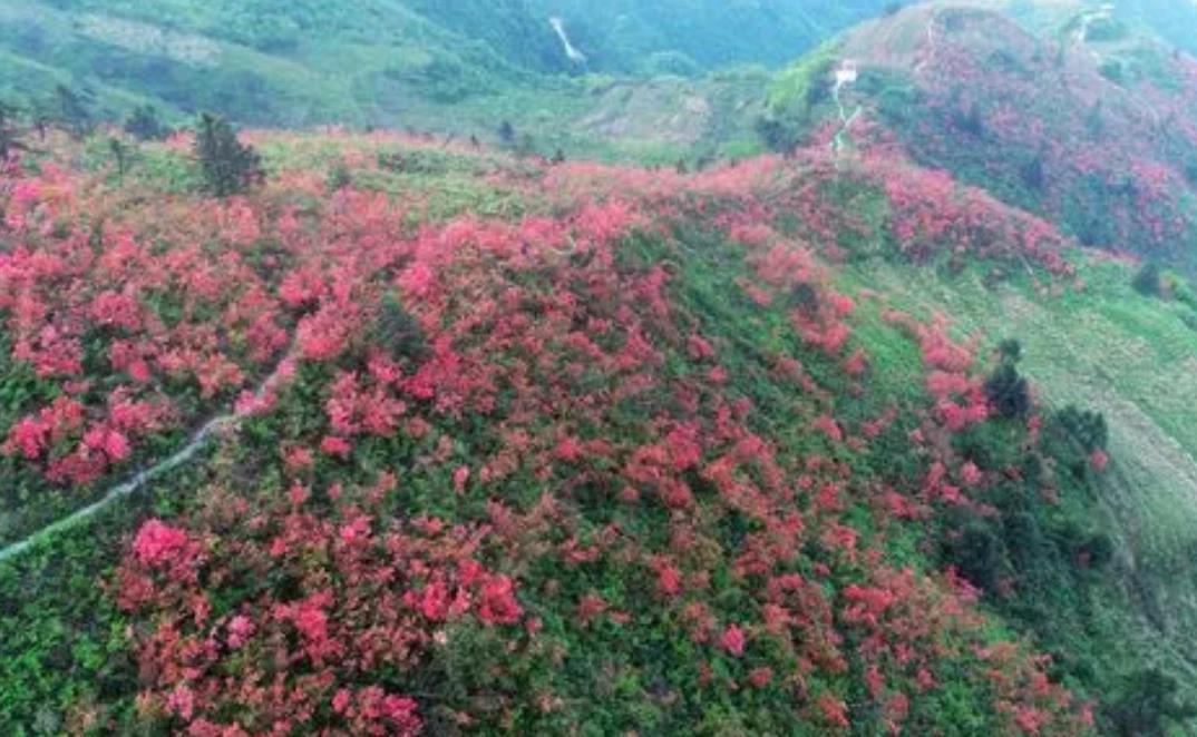 野外杜鵑花生長環境與特點，從高山到河谷多彩之旅