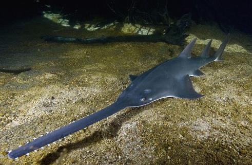 鋸魚探秘：獨特“鋸子”吻部的海洋奇魚及價值