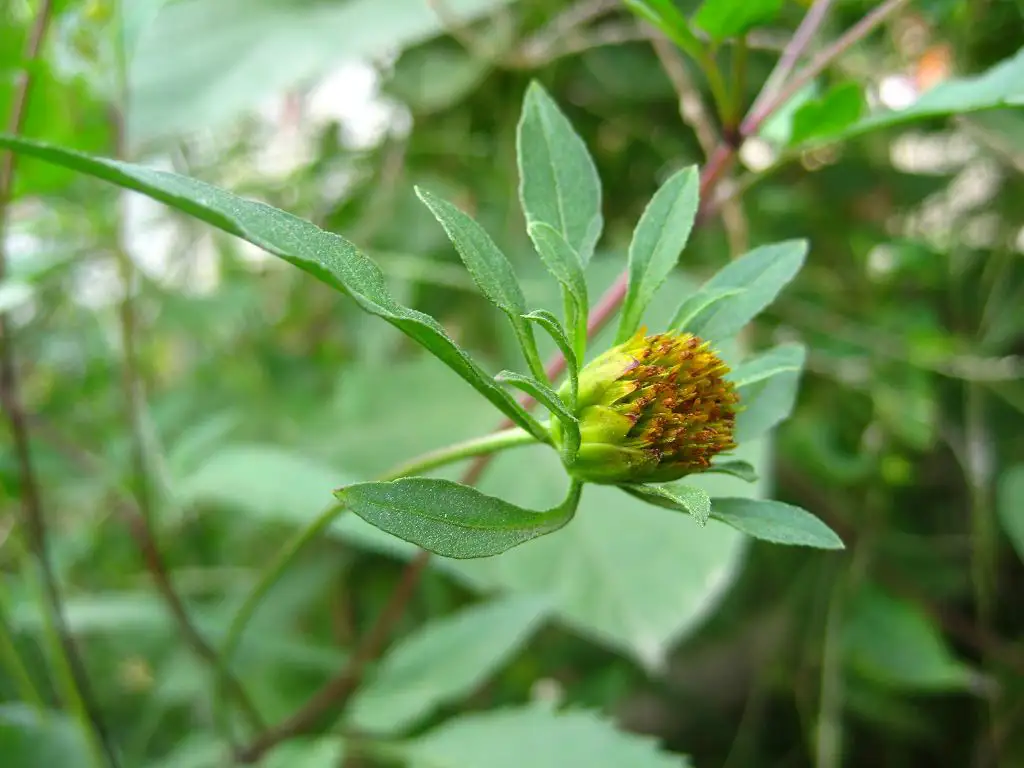 鬼針草-外來入侵植物的生態特征與危害