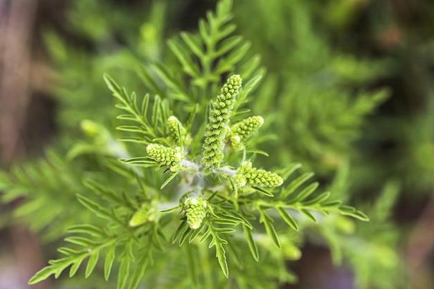 豚草是什么植物？解析這種外來入侵植物的危害與特點